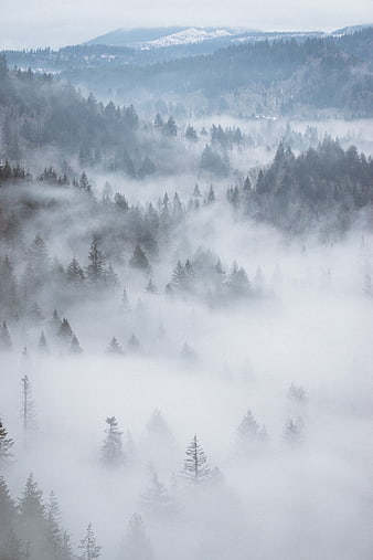 Misty Forest Landscape with Foggy Mountain Trees