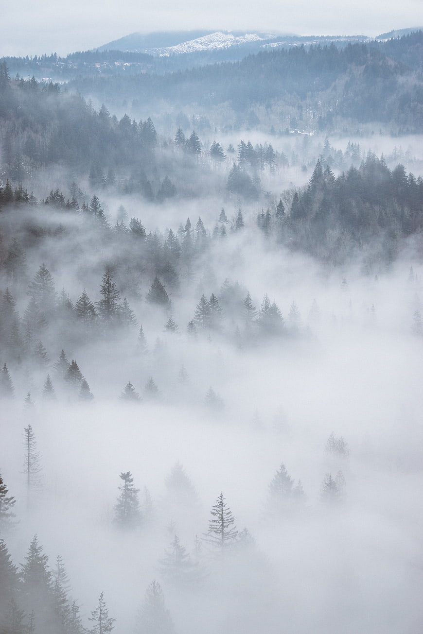 Misty Forest Landscape with Foggy Mountain Trees
