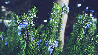 Close-up of blooming rosemary plant with blue flowers