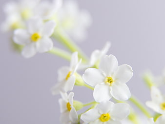Close-up of delicate white flowers with yellow centers on soft background