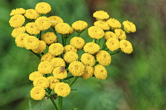 Close-up of yellow tansy flowers with a small beetle