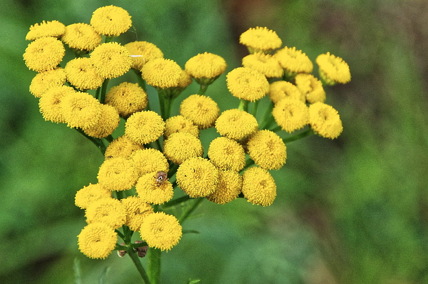 Close-up of yellow tansy flowers with a small beetle