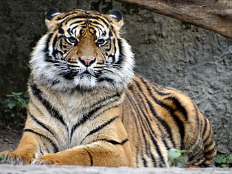 Majestic Sumatran Tiger Portrait With Intense Gaze