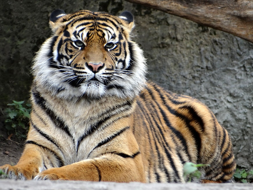 Majestic Sumatran Tiger Portrait With Intense Gaze