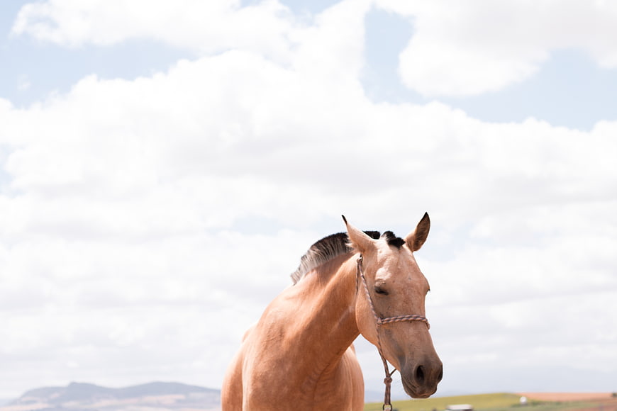 Palomino Horse Portrait Against Cloudy Sky