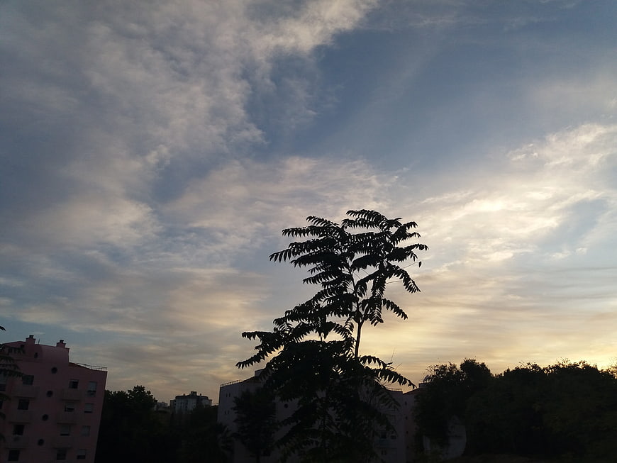 Silhouette of a tree against a cloudy twilight sky