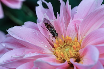 Macro shot of hoverfly on pink dahlia with water droplets