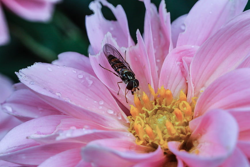 Macro shot of hoverfly on pink dahlia with water droplets