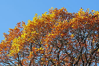 Vibrant Autumn Oak Tree Canopy Against Clear Blue Sky