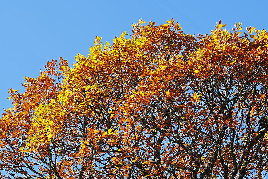 Vibrant Autumn Oak Tree Canopy Against Clear Blue Sky