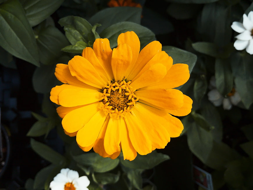 Vibrant Yellow Zinnia Flower Close-Up