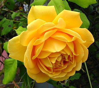 Close-up of a vibrant yellow rose in a garden
