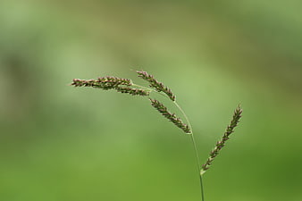 Close-up of wild grass seed head on blurred green background