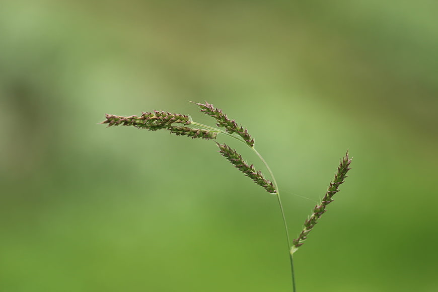 Close-up of wild grass seed head on blurred green background