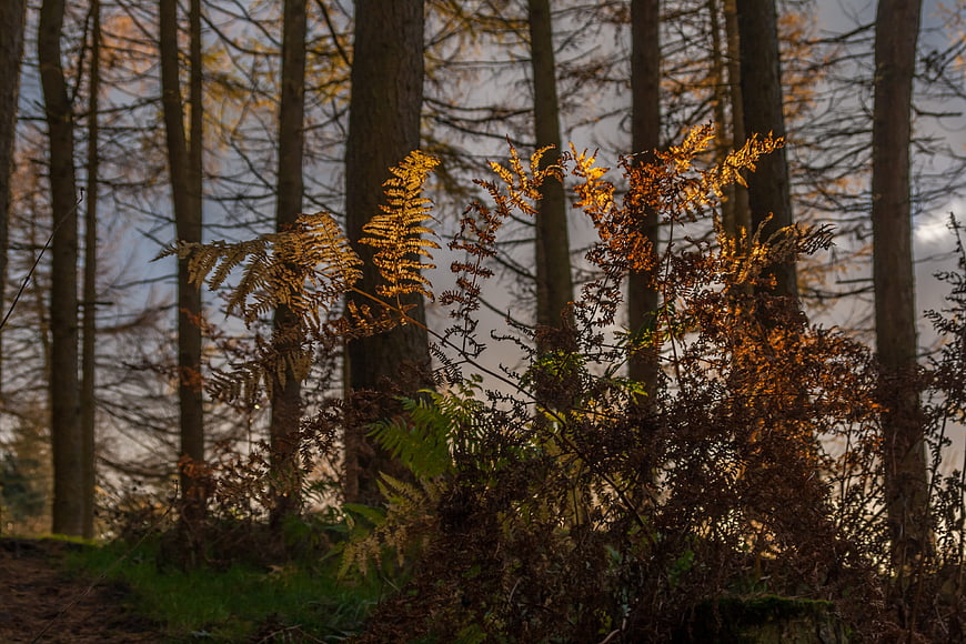 Golden Backlit Bracken Ferns in Autumn Forest