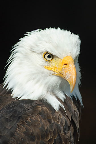 Close-up portrait of a bald eagle head on black background