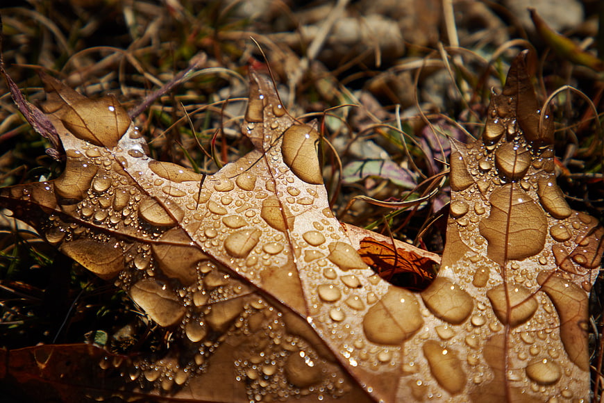 Close-up of brown oak leaf with water droplets on forest floor