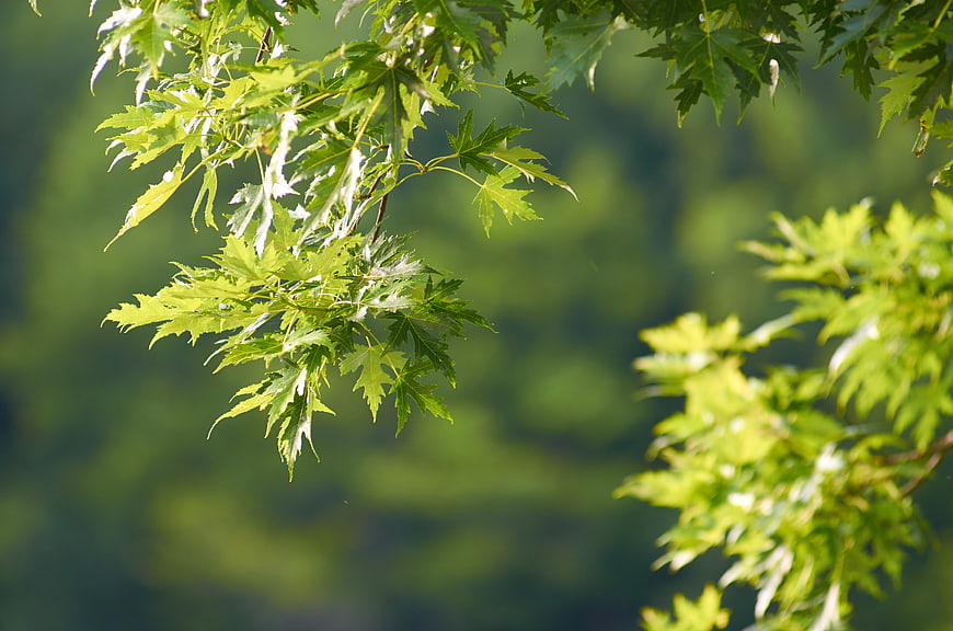 Sunlit Green Maple Leaves on a Branch with Bokeh Background