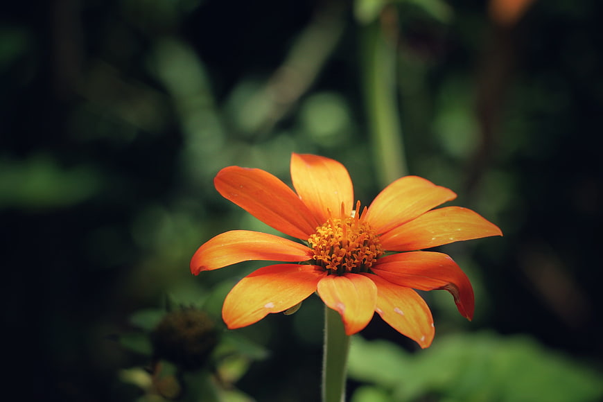 Close-up of vibrant orange flower with blurred green background