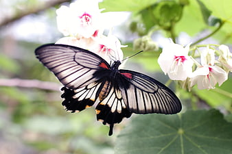 Black and White Butterfly on White Flower