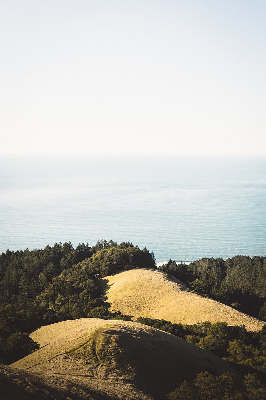 Golden Hills Overlooking Ocean and Forest Landscape