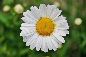 Close-up of a white oxeye daisy with yellow center