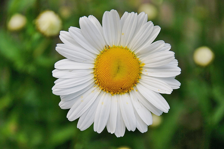 Close-up of a white oxeye daisy with yellow center