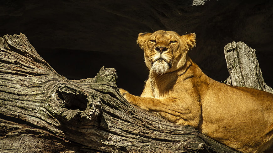 Relaxed Lioness Resting on Weathered Log