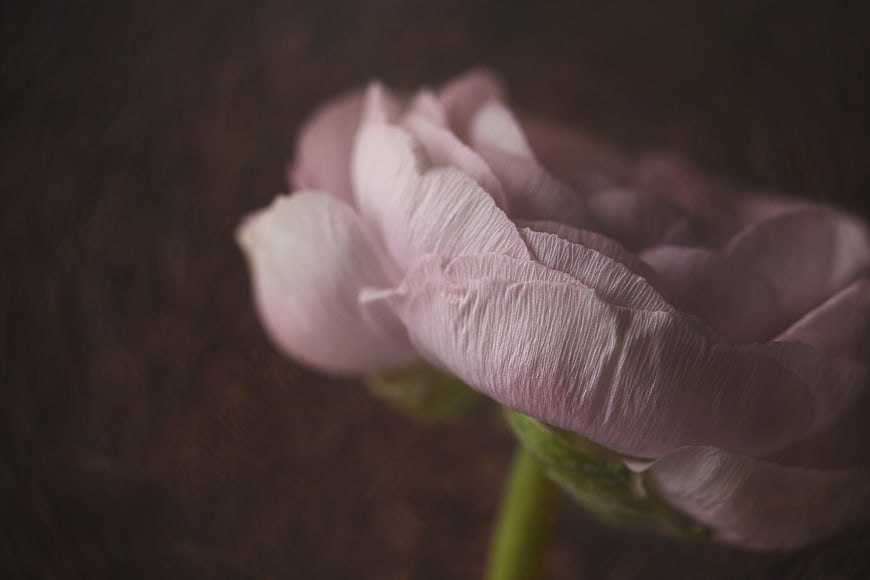Close-up of a delicate pink ranunculus flower on dark background