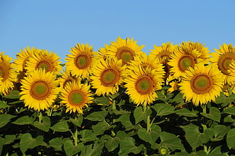 Vibrant Sunflower Field Against Clear Blue Sky