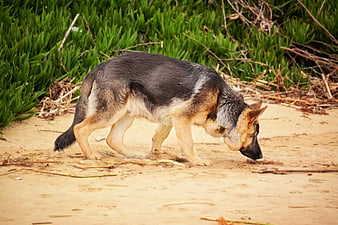 German Shepherd Sniffing Sand on Beach