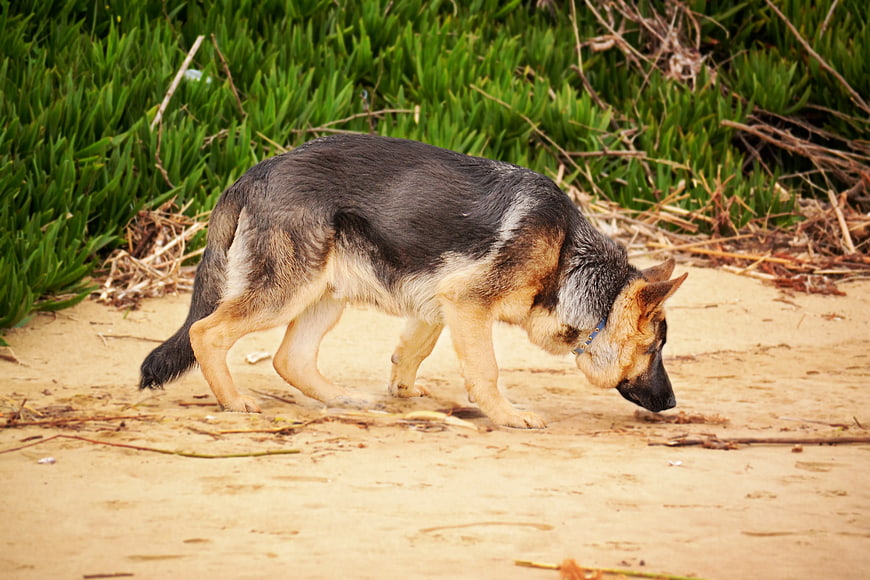 German Shepherd Sniffing Sand on Beach