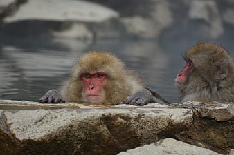Japanese Macaques Resting On Stone Edge Near Water