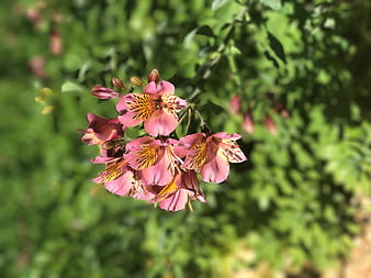 Pink Peruvian Lily Flowers with Yellow Spots on Green Background