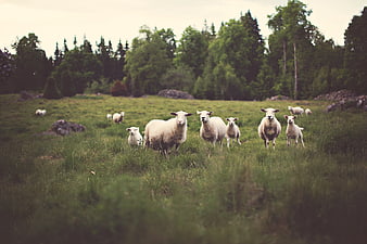 Flock of sheep and lambs grazing in a green meadow