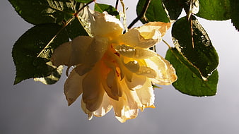 Yellow Rose with Raindrops Backlit by Sunlight
