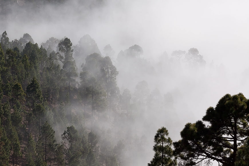 Misty Pine Forest on a Foggy Mountain Slope