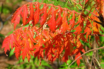 Vibrant red autumn leaves on a branch