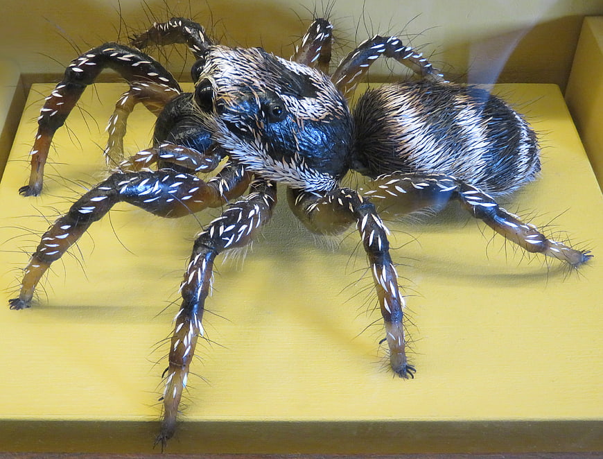 Close-up of realistic jumping spider model on yellow surface