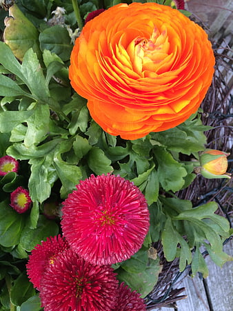 Vibrant Orange Ranunculus and Red Chrysanthemums Close Up