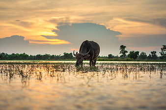 Water Buffalo Grazing in Rice Paddy at Sunset