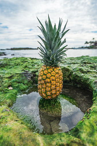 Fresh pineapple on mossy rocks by the ocean
