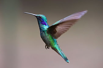 Iridescent Green Hummingbird in Flight with Blurred Background