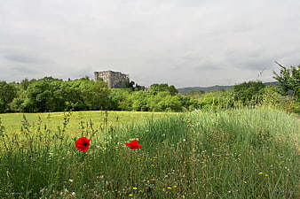 Red Poppies in Green Field with Distant Castle Ruins