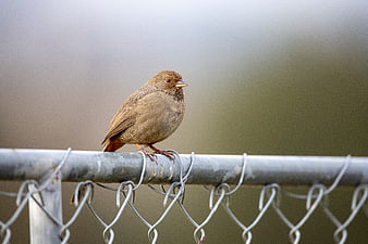 Small brown bird perched on chain link fence