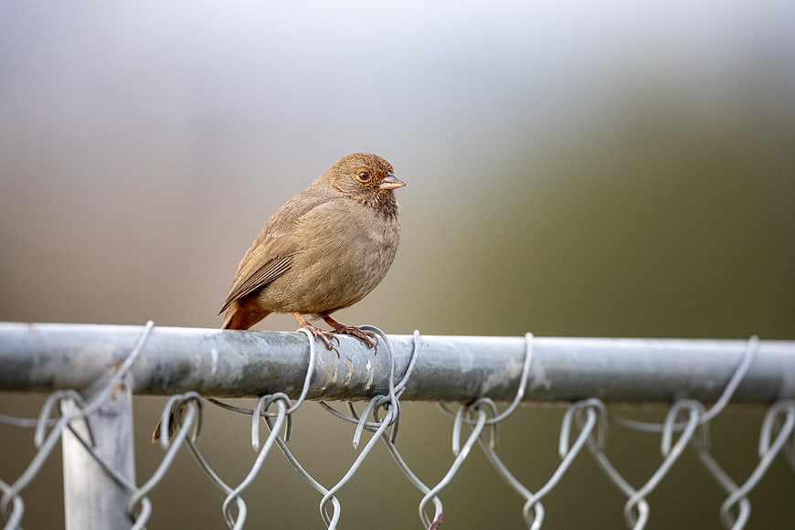 Small brown bird perched on chain link fence