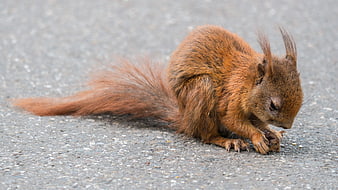 Red Squirrel Foraging On Gray Asphalt Surface