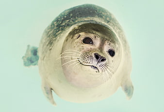 Cute Seal Swimming Underwater Close Up