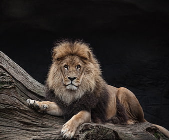 Majestic male lion resting on a log with dark background