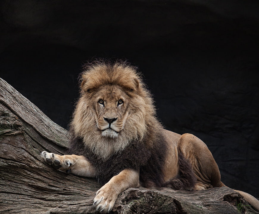 Majestic male lion resting on a log with dark background